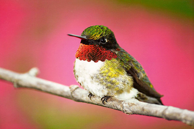 21 Stunning Hummingbird Photos You Need to See