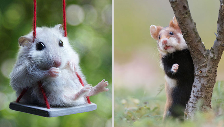 15 Adorable Hamster Photos Will Make Your Day Better - Nature And Animals