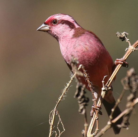 Meet Rosefinches, The Little Birds That Have A Gorgeous Plumage And Melodious Voice