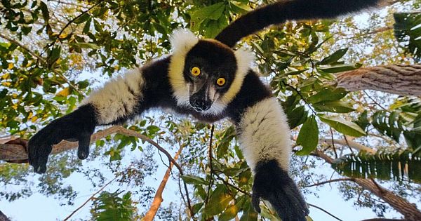 Amazing Pictures Show Lemur Trying To Steal Photographer&#039;s Camera