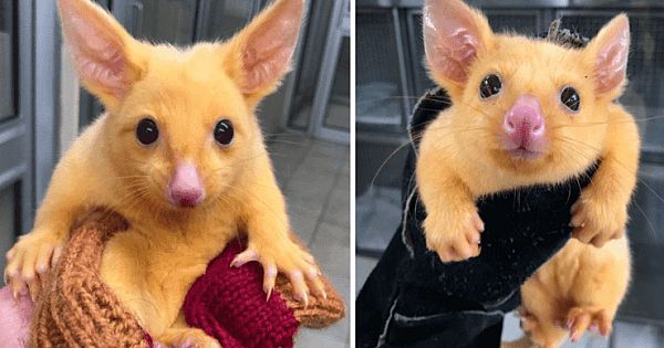 Australian Veterinary Clinic Rescues A Rare Golden Possum, People Say They Just Caught A Pikachu