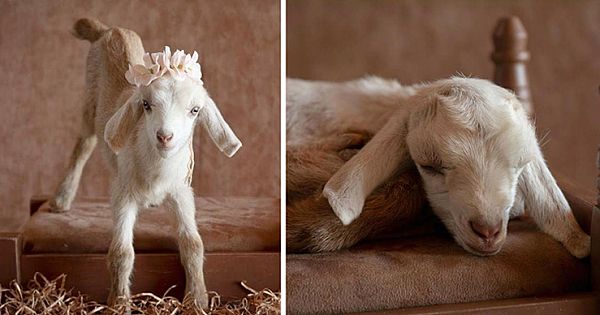 Baby Goats in Delightful Photo Session Just Like Newborn Babies