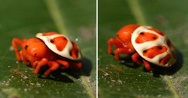 Bizarre Orb-weaver Spider Looks Just Like a Super Mario Bros.Koopa Shell