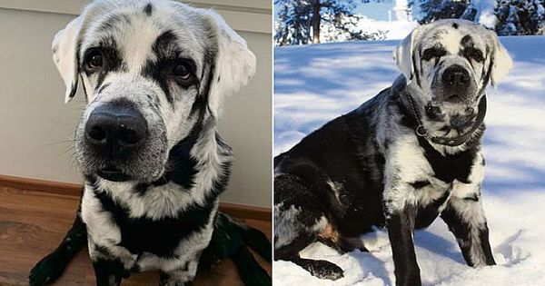 Blaze Is A Pure Black Labrador Retriever, But He's A Little Different From The Others