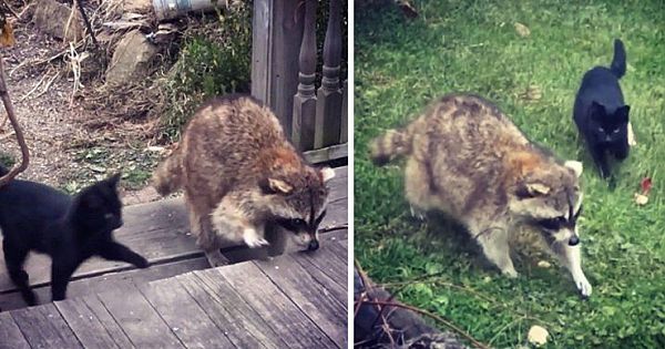 Blind Raccoon Brought Kittens To His Human Friend and Saved Their Lives