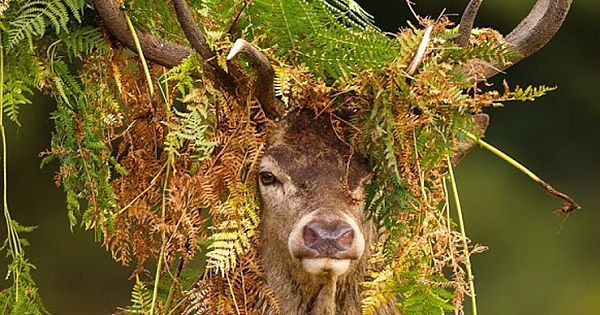 Deer Emerges From The Undergrowth With A Crown Of Bracken And Leaves