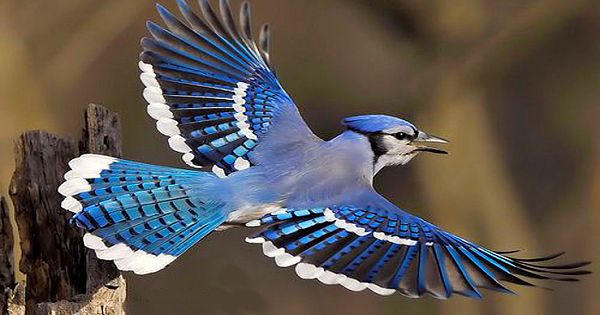 Despite 50 Year Decline In Numbers, There Seems To Be A Lot More Blue Jays