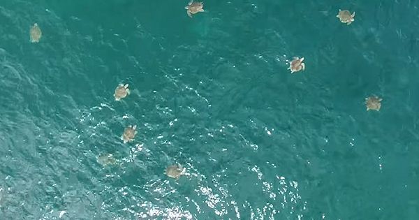 Drone Captures The Largest Swarm Of Sea Turtles Ever Filmed