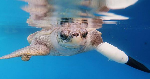Endangered Sea Turtle Is Swimming Again After Researchers Create Prosthetic Flipper