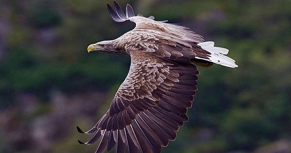 &#039;Extinct&#039; White-Tailed Eagle Returns To The UK For The First Time In 200 Years