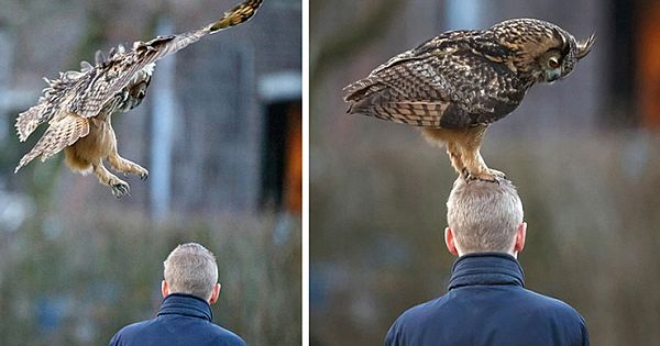 Friendly Dutch Owl Loves To Land On People's Heads