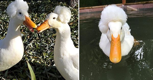 Funny Photos of Ducks That Look Like 18th-Century Wig-Wearing Aristocrats