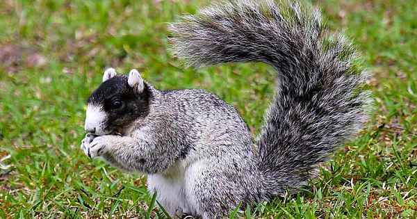 Goal Is To Rebuild Fox Squirrel Population In South Carolina