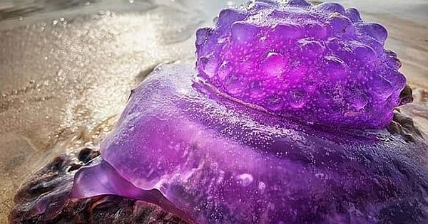 Incredibly Rare Purple Jellyfish Washed Up On A Cronulla Beach