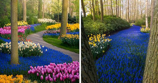 Keukenhof: The Most Beautiful Flower Garden In The World Has No Visitors For The First Time In 71 Years