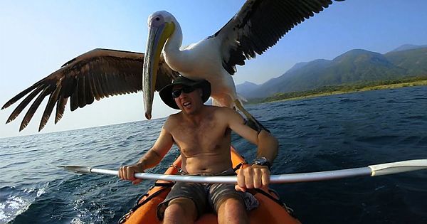 Man Rescued Orphaned Pelican And Now They Have The Most Incredible Bond
