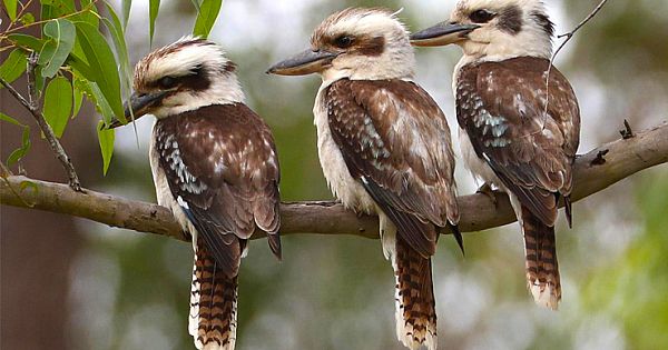 Meet Laughing Kookaburra. Are They Laughing or Screaming?