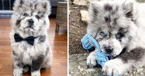 Meet Oreo Cloud, The Adorable Chow Puppy Who Looks Like A Cookies And Cream Ice Cream