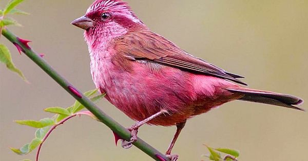 Meet Rosefinches, The Little Birds That Have A Gorgeous Plumage And Melodious Voice