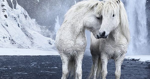 Photographer Captures Fairytale-Like Horses That Roam Iceland's Beautiful Landscape