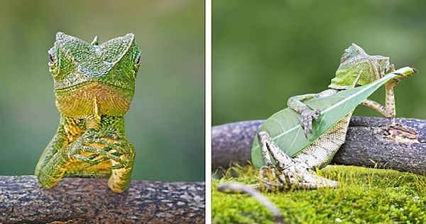 Photographer Catches Dragon Lizard Playing Leaf Guitar In Indonesia