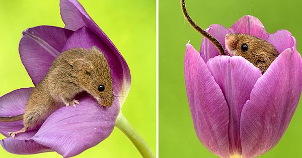 Photographer Tiptoes Through The Tulips To Shoot Harvest Mice, And The Result Will Make Your Day