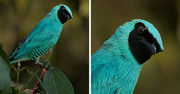 Photographer Visited Peru And Captured The Most Gorgeous 25 Birds