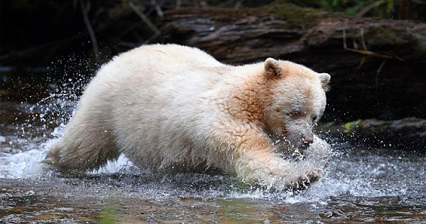 Rare Spotting Of White Spirit Bear Caught On Camera