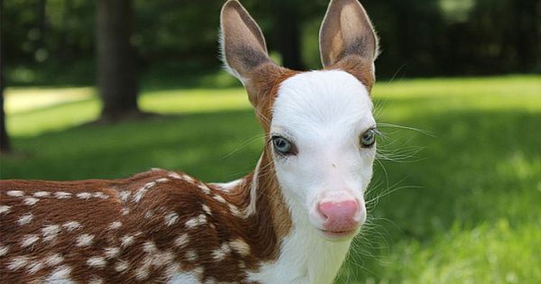 Rare Strikingly Beautiful Baby Fawn Becomes A Star After Mother Rejected Him