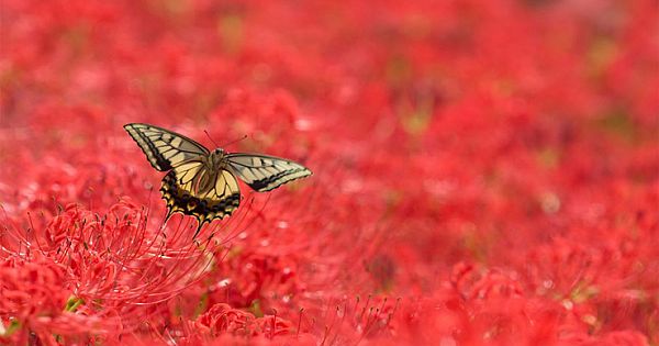 Red Spider Lily: Flowers With No Leaves