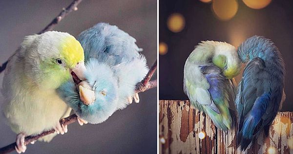 Romantic Photos Of Pacific Parrotlets And Their Loving Bond
