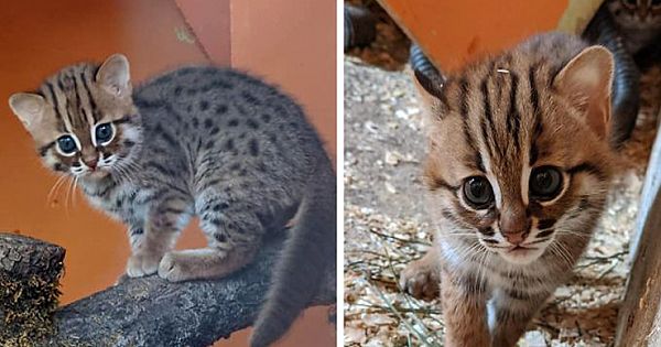Sanctuary For Unwanted Animals Shares Photos Of Incredibly Rare Rusty-Spotted Cats And Their 2 Adorable Cubs