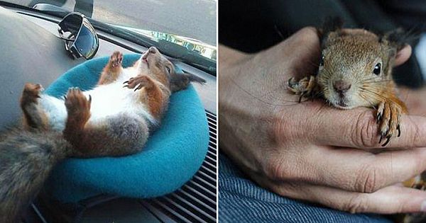 Soldier Rescues Baby Squirrel And Saves His Life, Now They Drive Around Town In Their Taxi Every Day