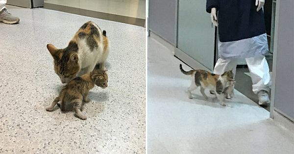 Stray Cat Mother Carries Her Ill Kitten To Hospital, And The Doctors Rush To Help Them