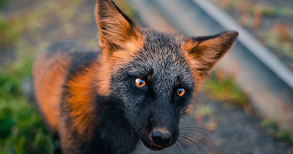 Stunning Orange And Black Fox Strikes A Pose For Friendly Photographer