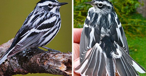 Stunning Photographs Showcase The Beauty Of Black And White Warbler