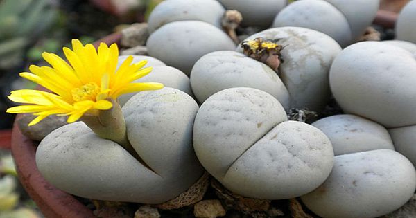 The 12 Most Amazing And Uniquely Beautiful Houseplants You Never Knew Existed