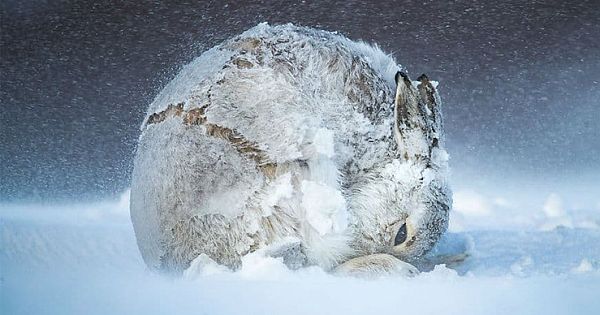 The Best 17 Photos From The "2020 BigPicture Natural World Photography" Competition