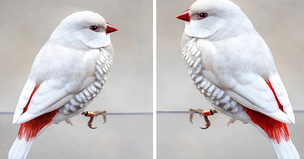 The Silver Diamond Firetail Barely Even Looks Real