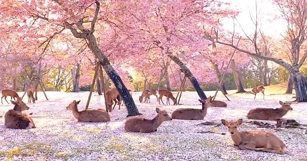 These Deer Hanging Out Beneath Cherry Blossoms In Japan's Nara Park Are Utterly Magical