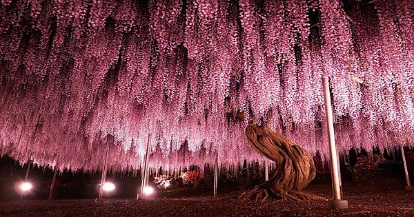 This 144-Year-Old Wisteria In Japan Looks Like A Pink Sky