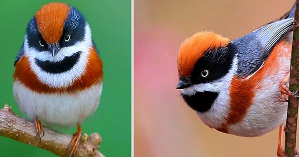 This Bird Is Called The Black-Throated Bushtit And Yes, You Read That Right(8 Pics)
