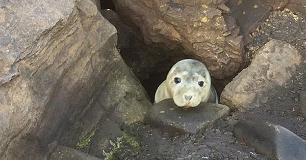 This Tiny Seal Was Stuck In Rocks For Hours, But A Group Of Volunteers Saves Her