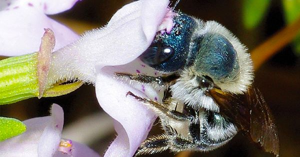 Ultra Rare "Blue Bee" Found in Florida, After Researchers Thought It Might Be Extinct