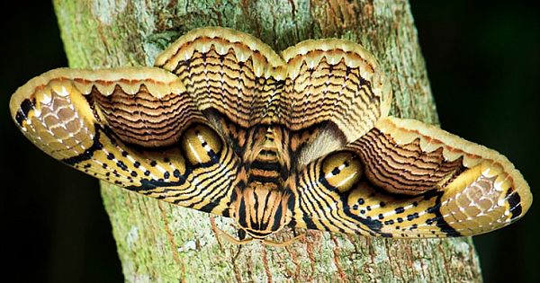 Wildlife Photographer Shares Mesmerizing Footage Of A Giant Brahmin Moth With Tiger Eye Wing Pattern