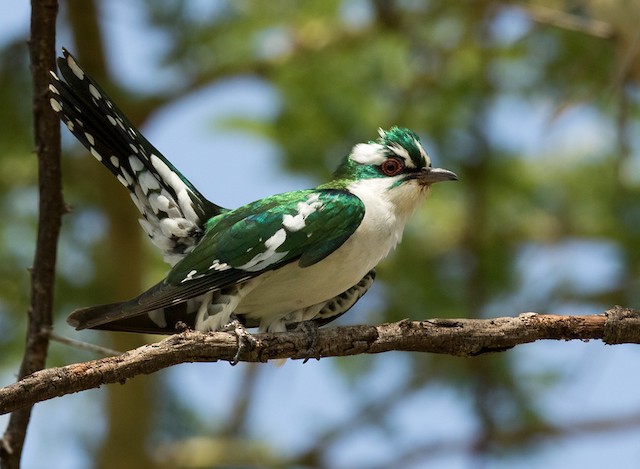 Meet Diederik Cuckoo, One Of The Most Beautiful Bird In The World