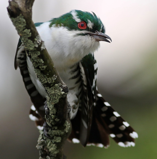 Meet Diederik Cuckoo, One Of The Most Beautiful Bird In The World