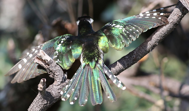 Meet Diederik Cuckoo, One Of The Most Beautiful Bird In The World