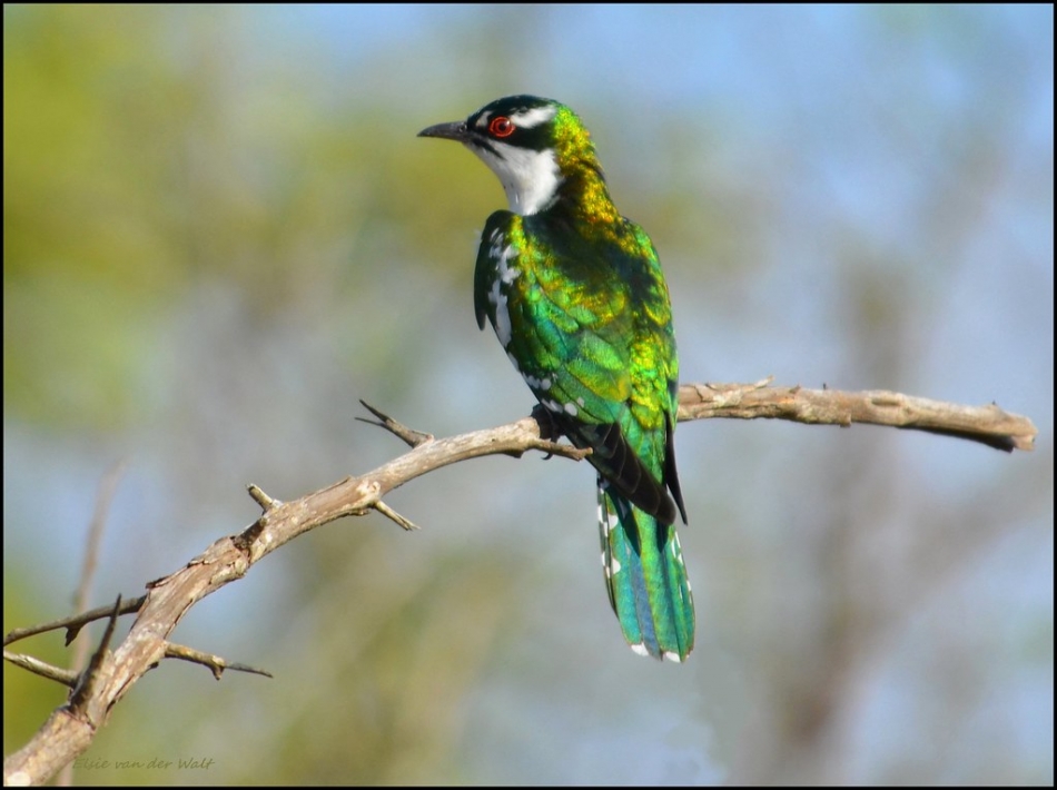 Meet Diederik Cuckoo, One Of The Most Beautiful Bird In The World