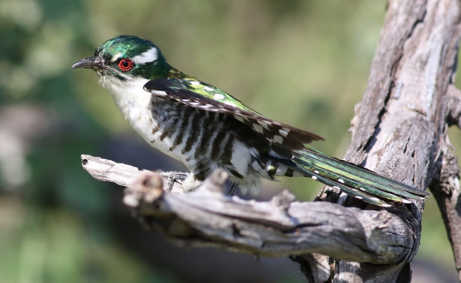 Meet Diederik Cuckoo, One Of The Most Beautiful Bird In The World